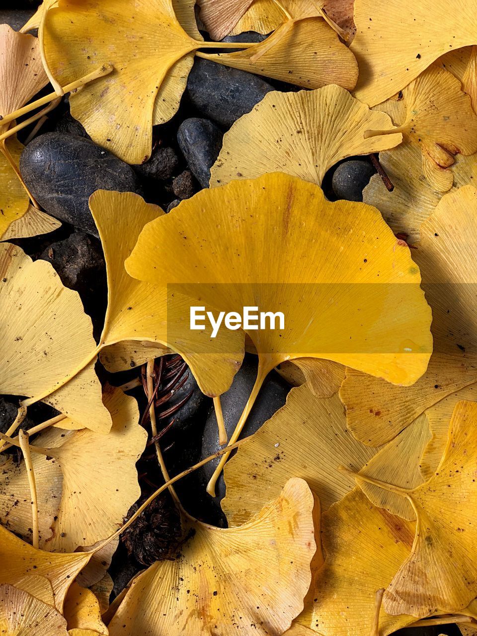 Full frame shot of fallen yellow autumn leaves on field