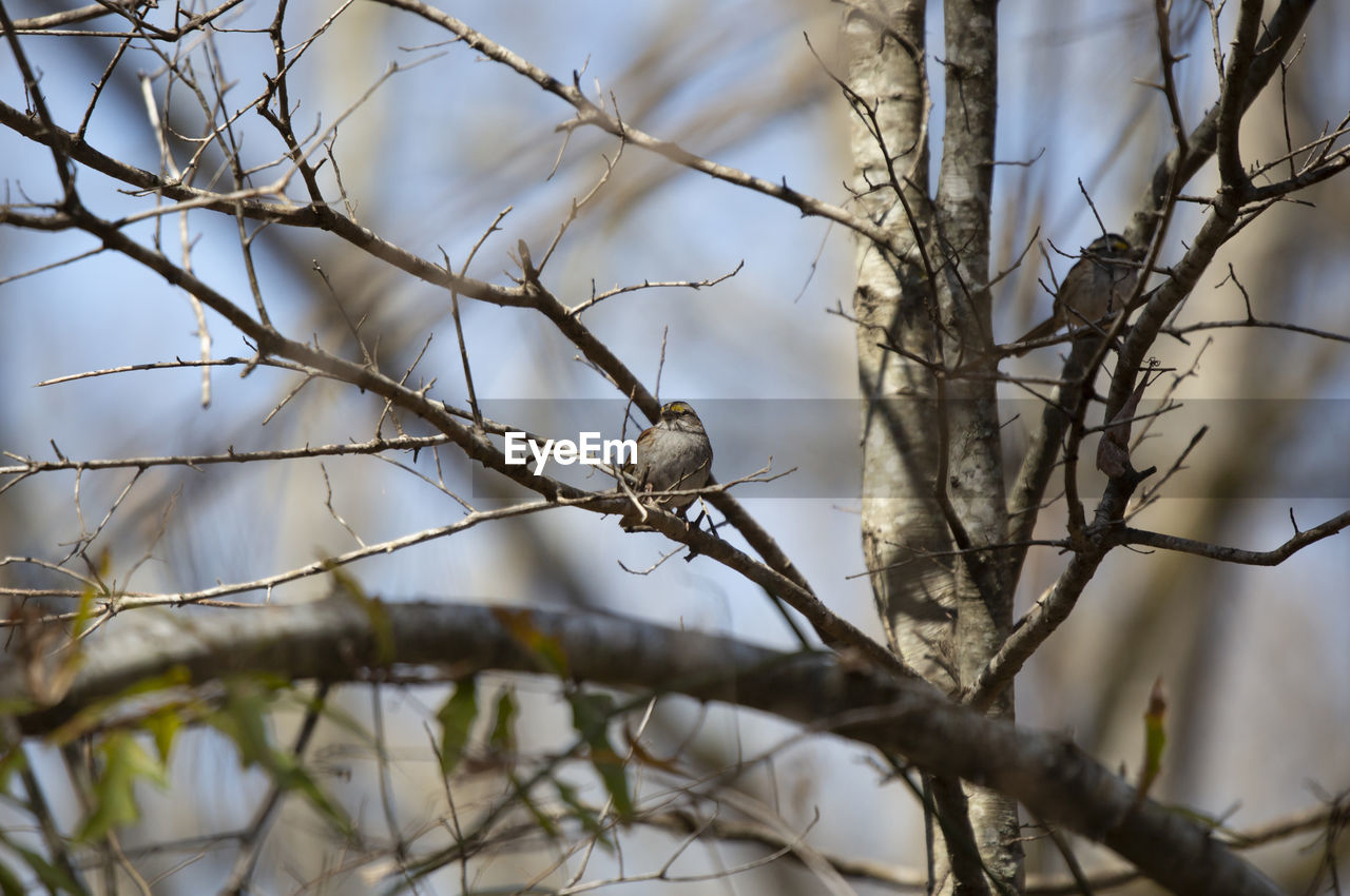 CLOSE-UP OF BIRD PERCHING ON TREE