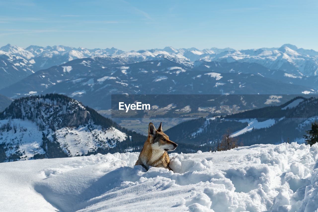 View of a wolf on snowcapped mountain