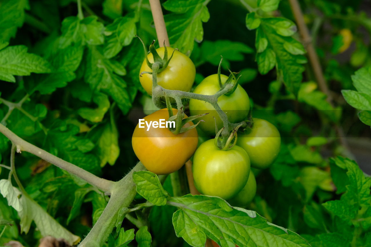 CLOSE-UP OF ORANGES ON TREE