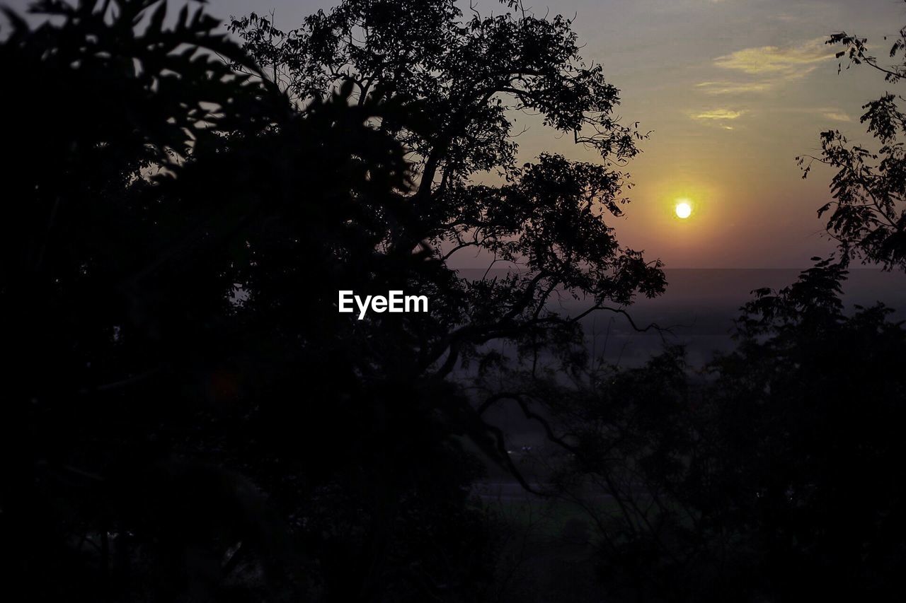 SILHOUETTE OF TREES AT SUNSET