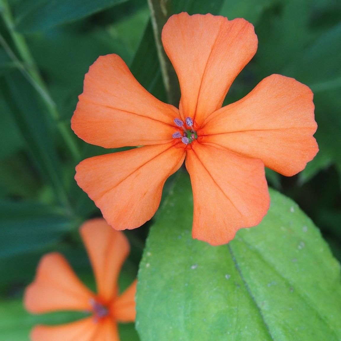 CLOSE-UP OF ORANGE FLOWER