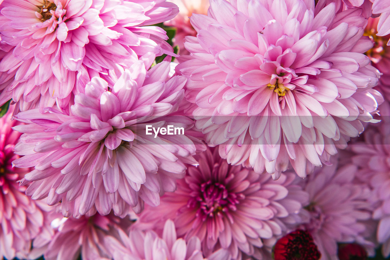 flower, flowering plant, plant, freshness, beauty in nature, petal, fragility, pink, close-up, flower head, inflorescence, growth, nature, no people, chrysanths, day, dahlia, full frame, outdoors, blossom, focus on foreground, backgrounds, springtime, botany