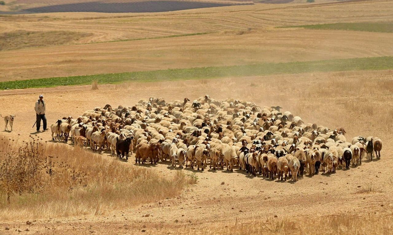 Shepherd with flock of sheep on field