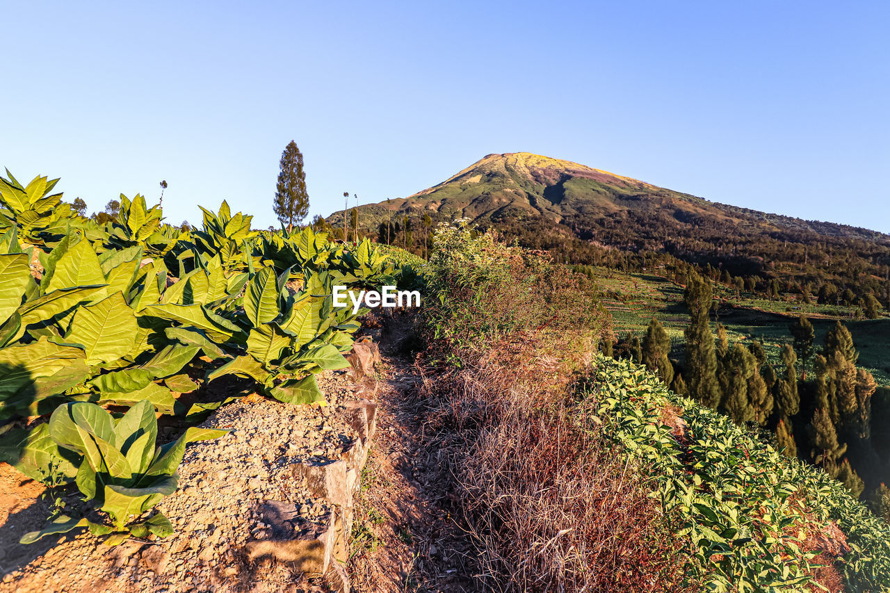 PLANTS GROWING ON LAND AGAINST SKY