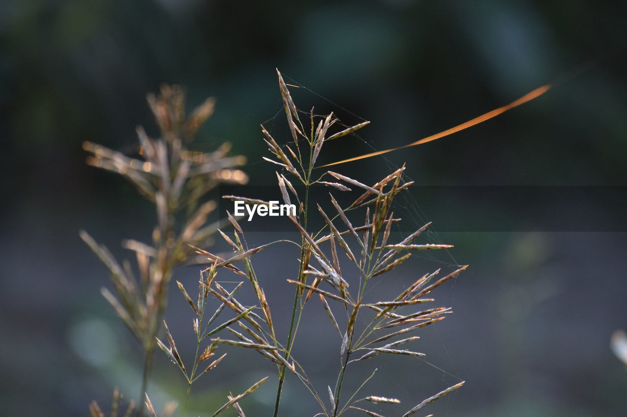 Close-up of plant on field