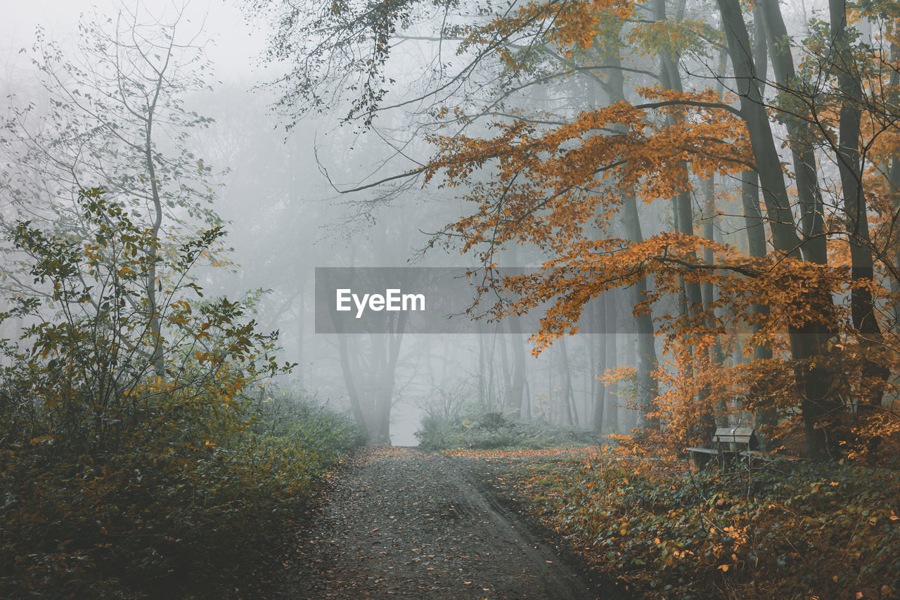 Road amidst trees in forest during autumn