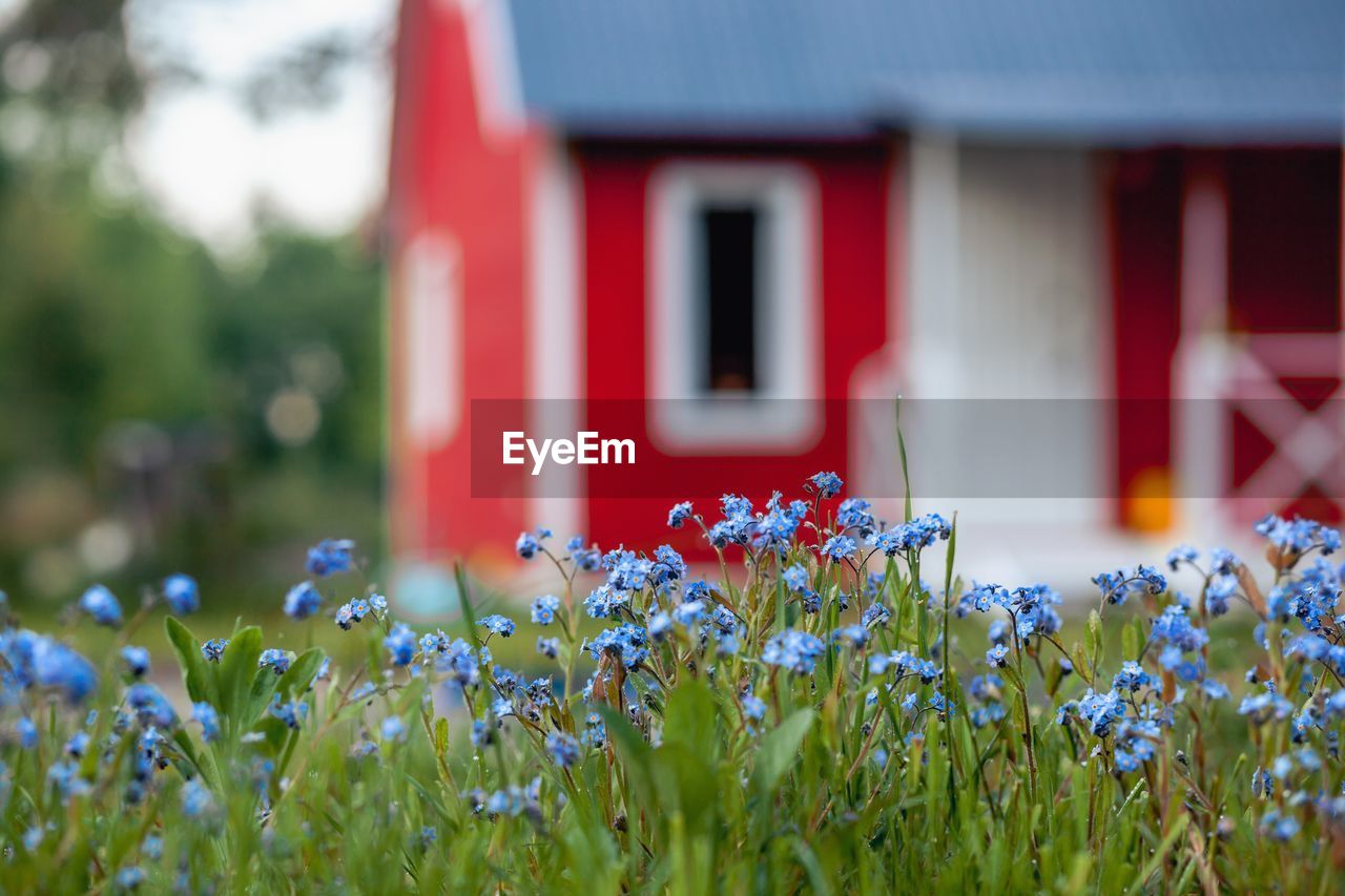 close-up of purple flowers blooming in field