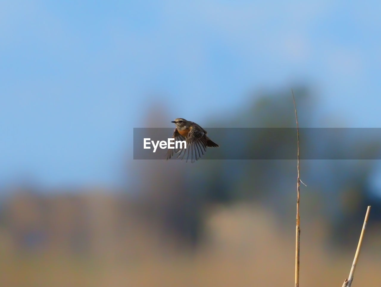 CLOSE-UP OF BIRD FLYING