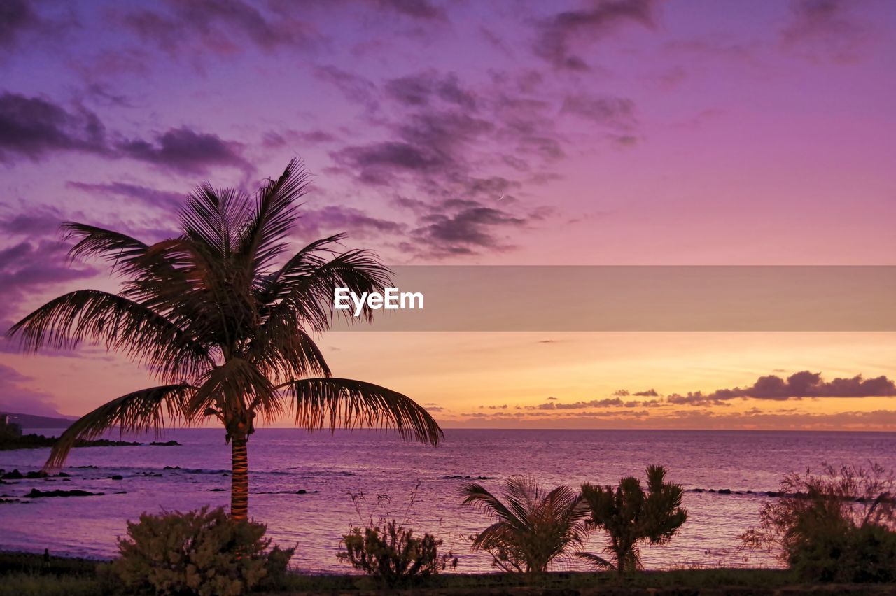 Palm tree by sea against sky during sunset