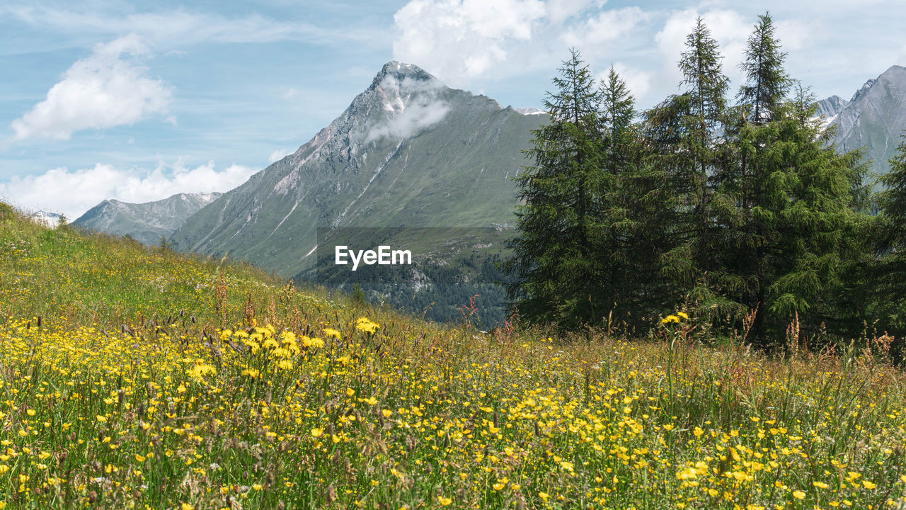 Scenic view of flowering plants on field against sky