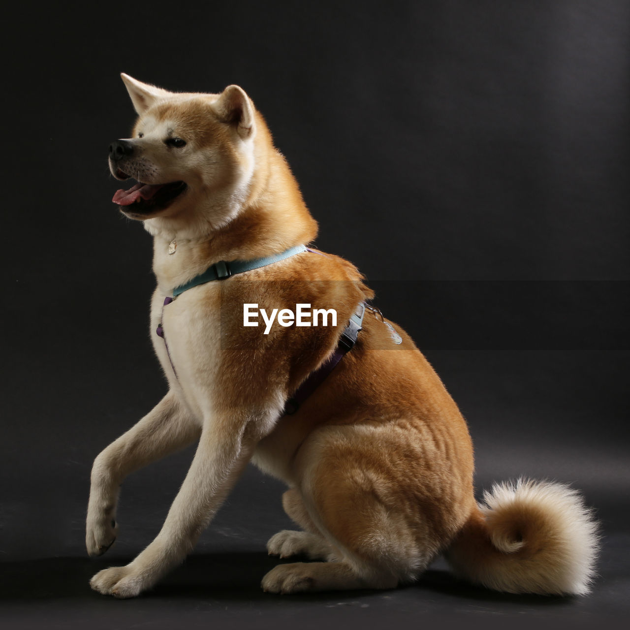 Dog looking away while sitting against black background