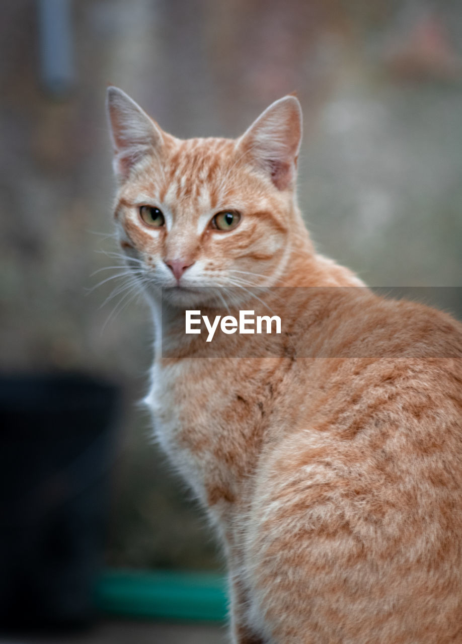 Close-up portrait of a cat