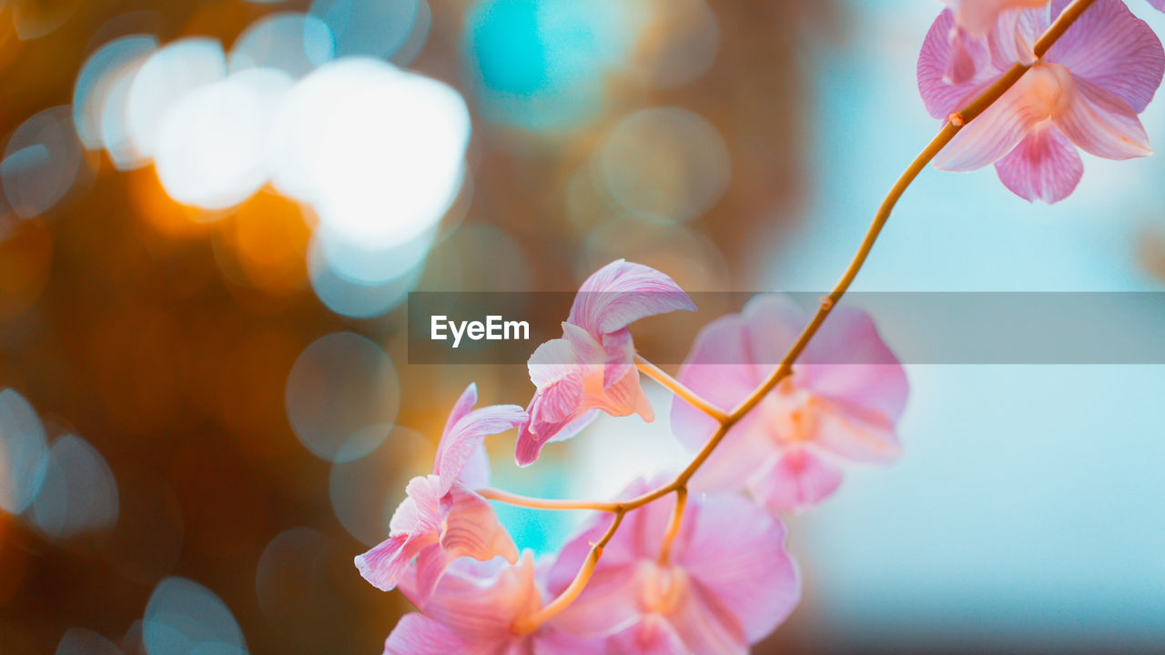 Orchid flowers with bokeh background