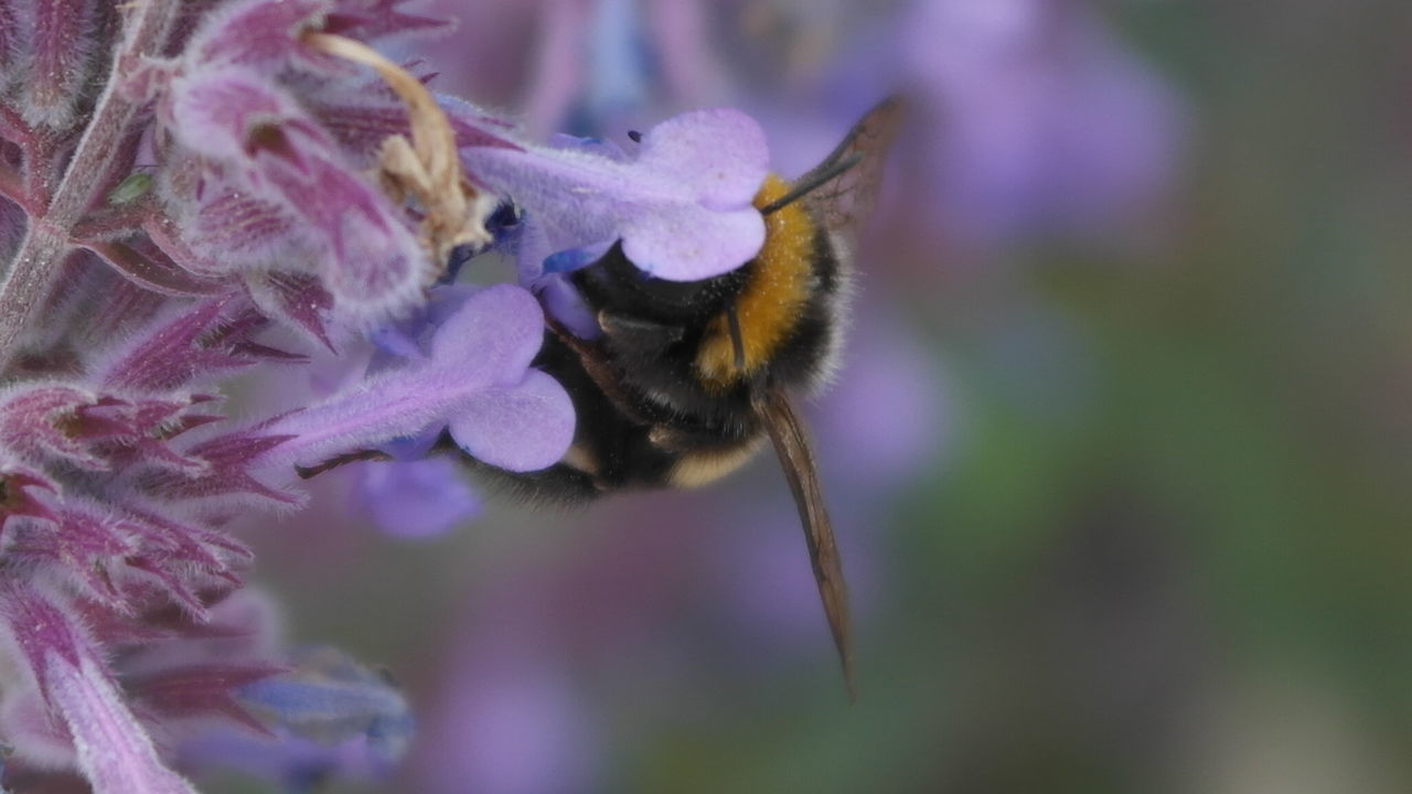 CLOSE-UP OF HONEY BEE POLLINATING ON PURPLE FLOWER