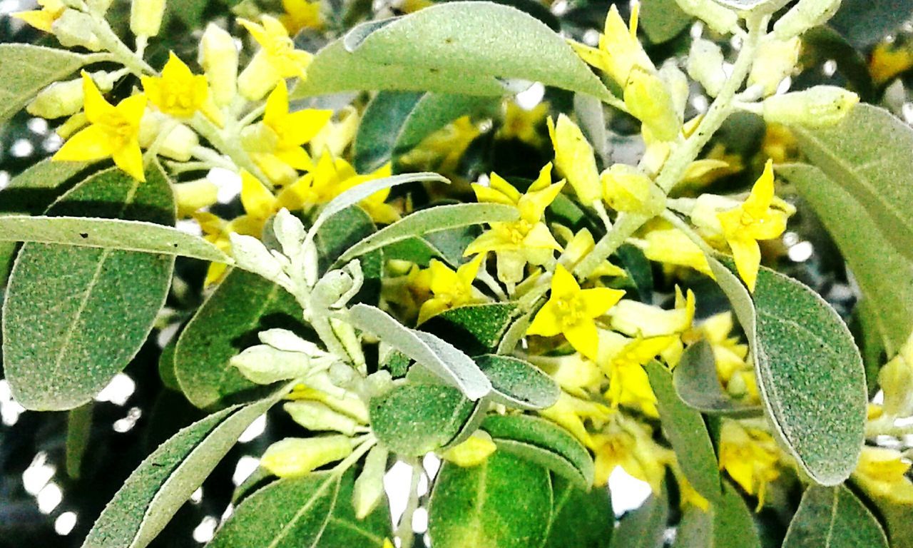 CLOSE-UP OF YELLOW FLOWERS BLOOMING IN PARK