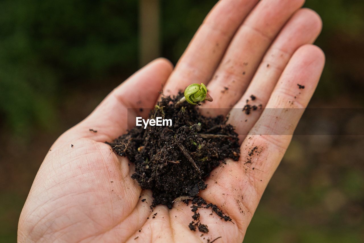 Hand holding soil with green plant sprout. high angle view. close up.