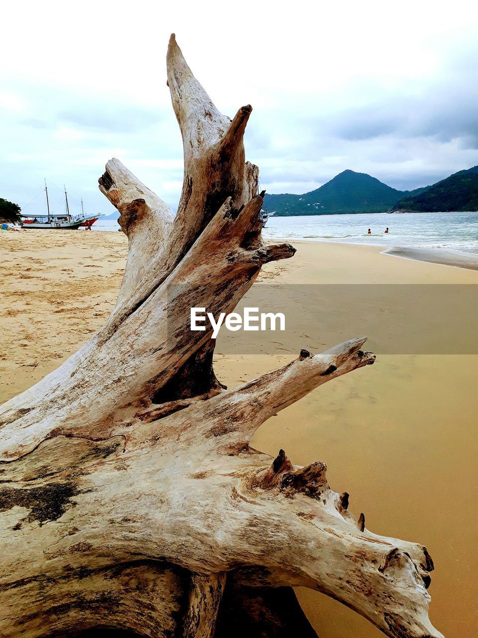 CLOSE-UP OF DEAD TREE BY SEA AGAINST SKY