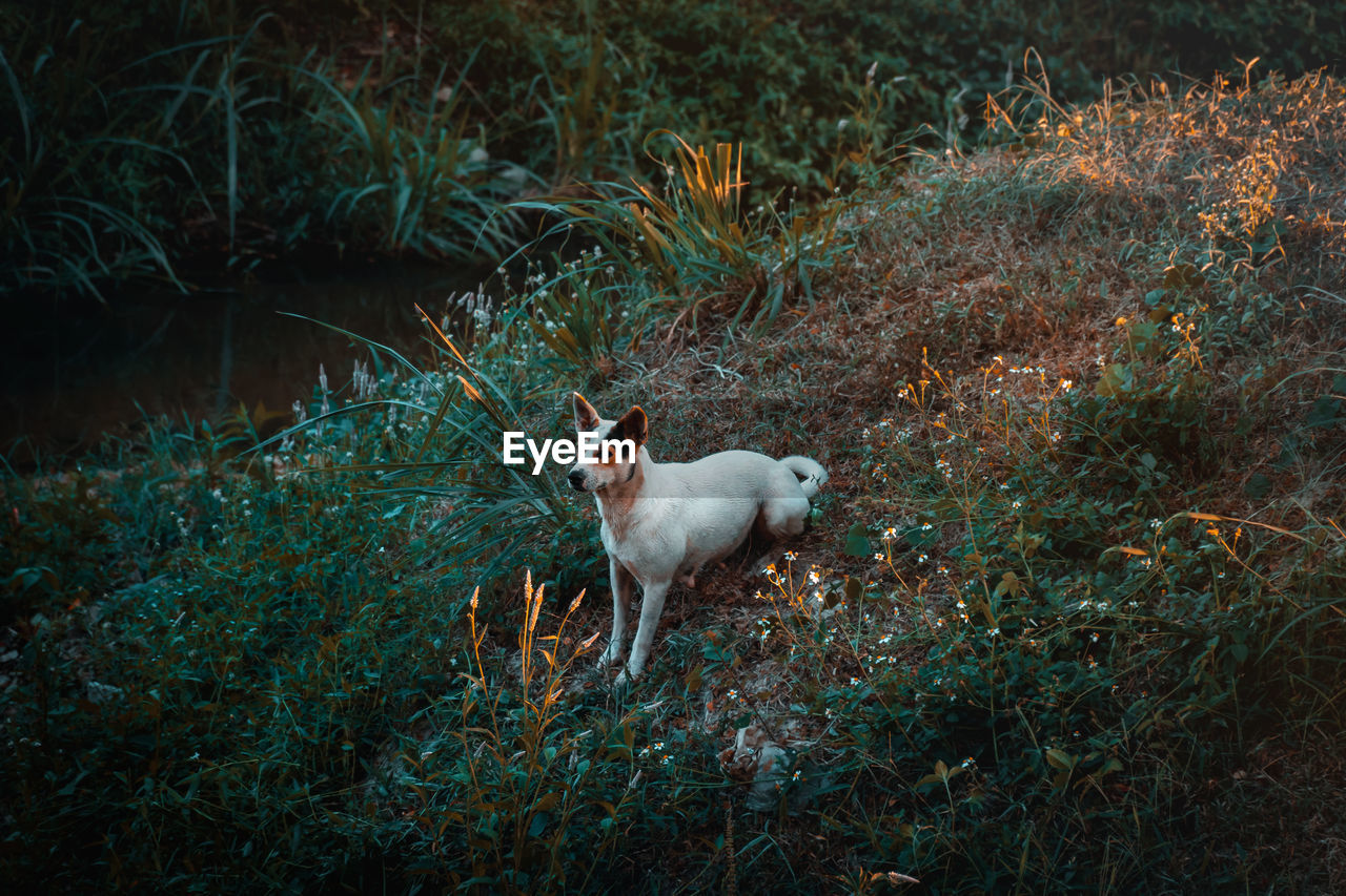 High angle view of dog standing on land