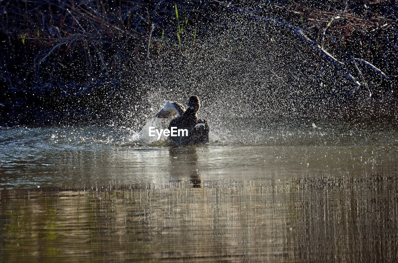 MAN SPLASHING WATER IN LAKE