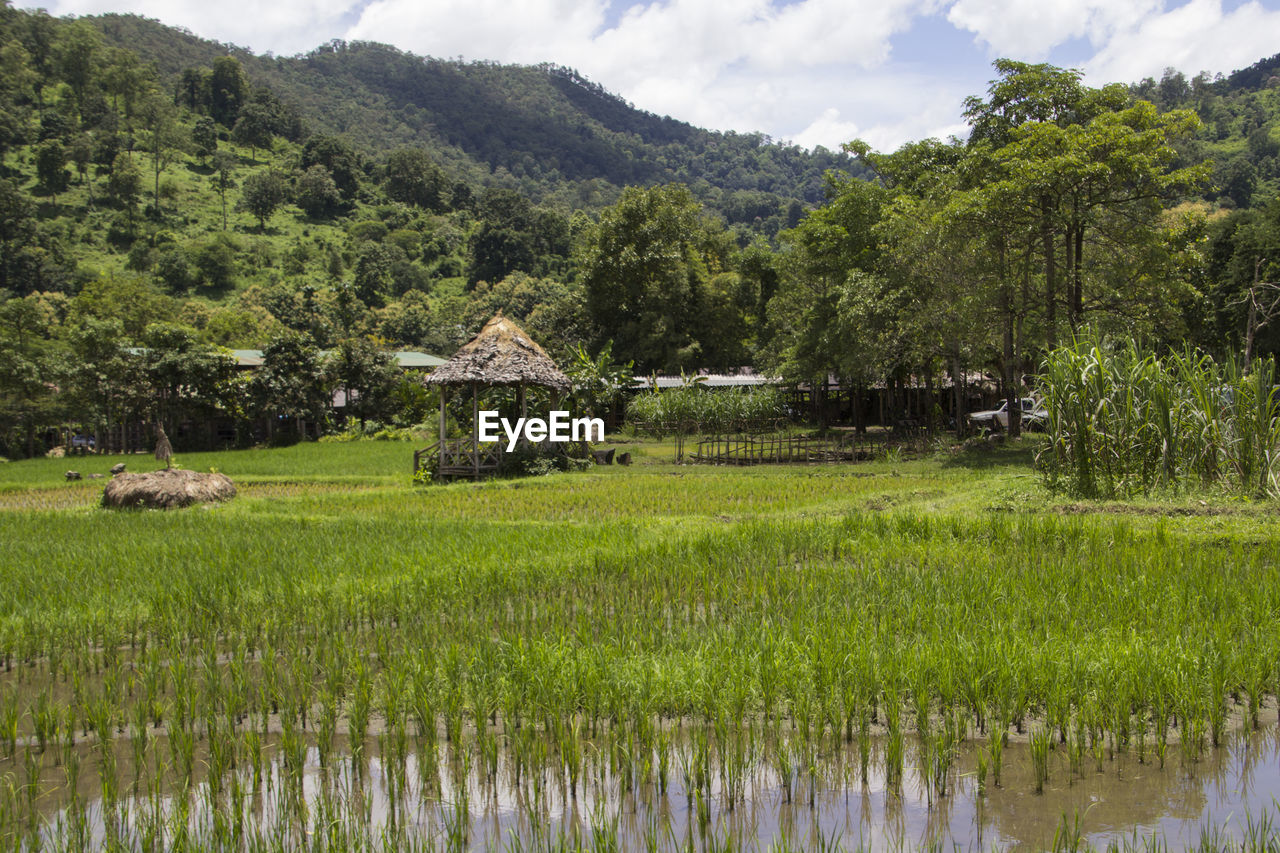 SCENIC VIEW OF RURAL LANDSCAPE