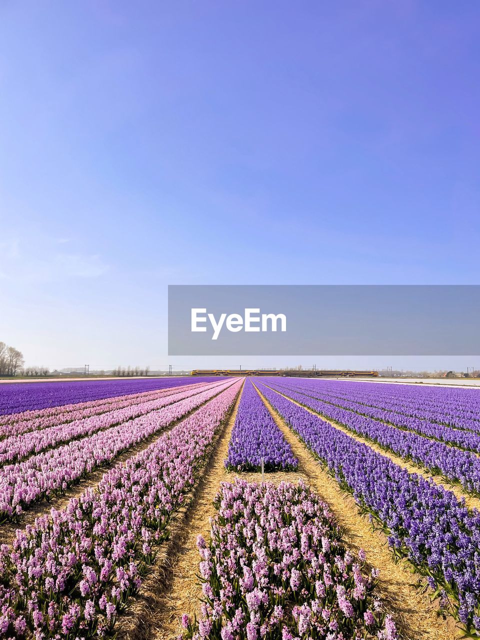 Scenic view of hyacinth fields against clear sky