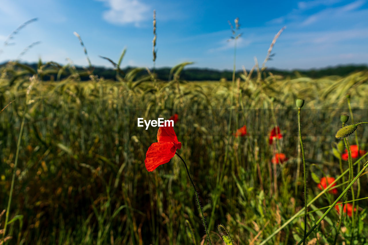 Red poppies bloom in the wild field