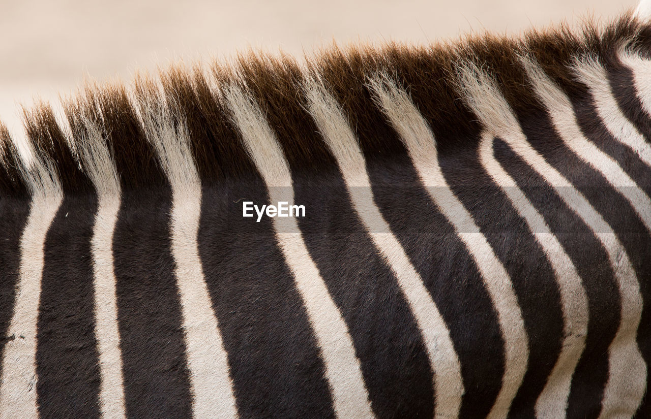 Cropped image of zebra