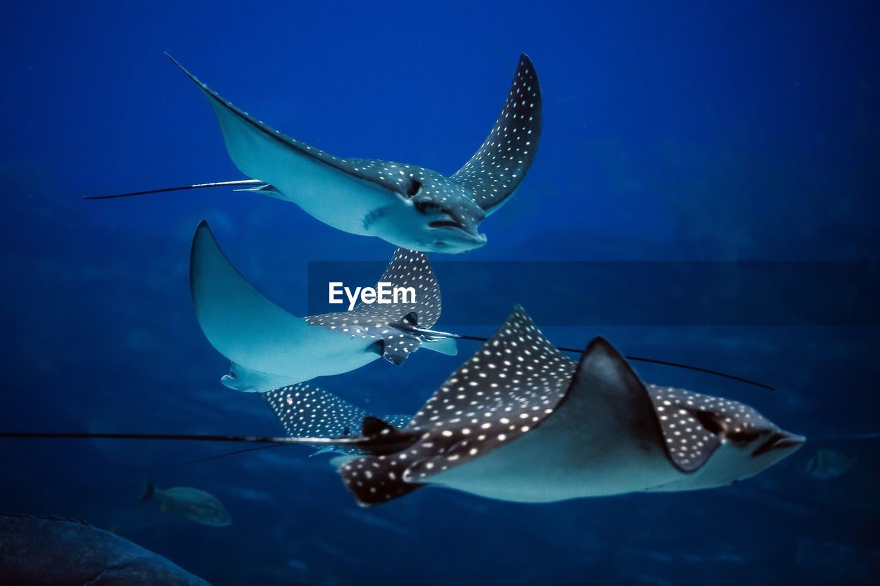 Sting rays swimming in sea