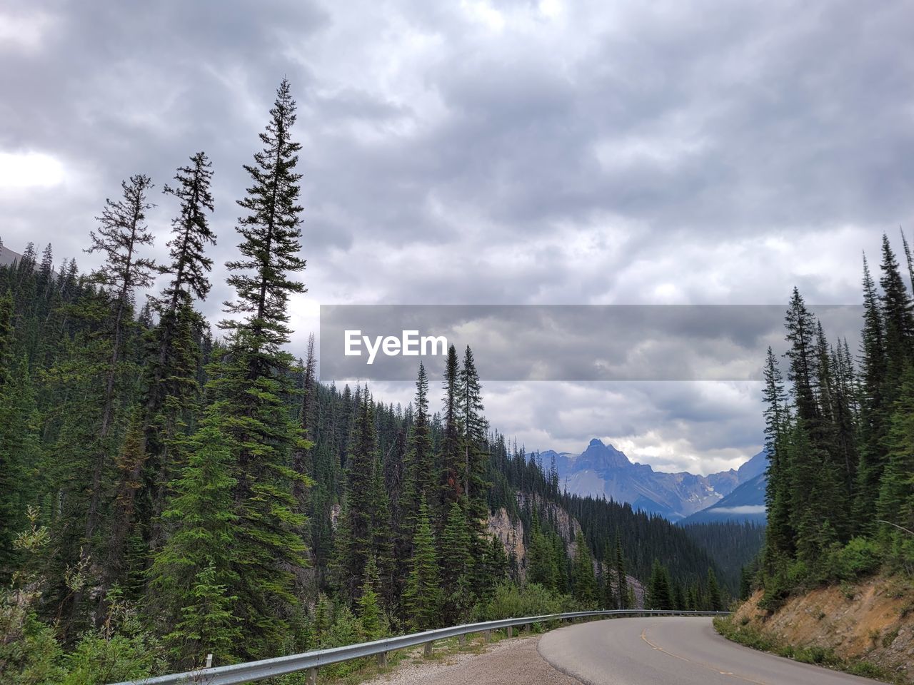 PINE TREES BY ROAD AGAINST SKY