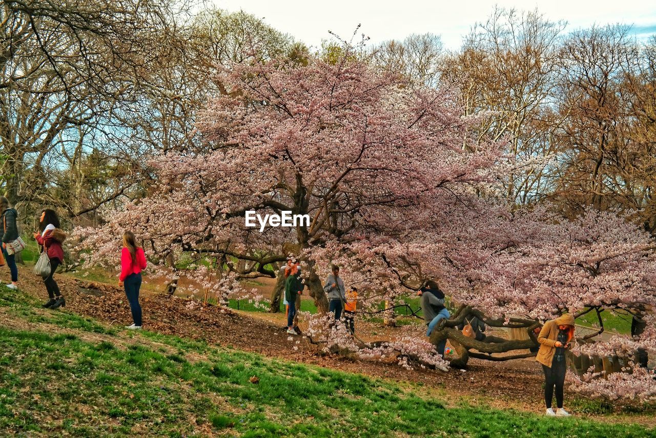 People by flowering trees at park