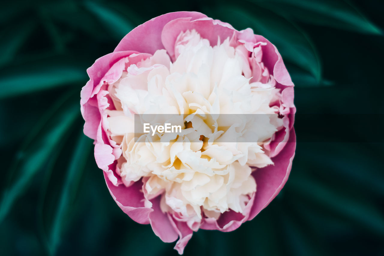 Close-up of flower blooming outdoors