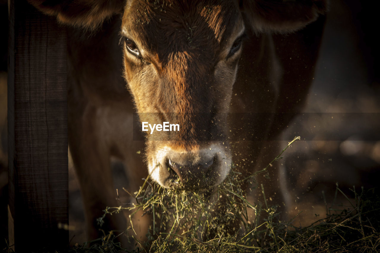 CLOSE UP OF A COW