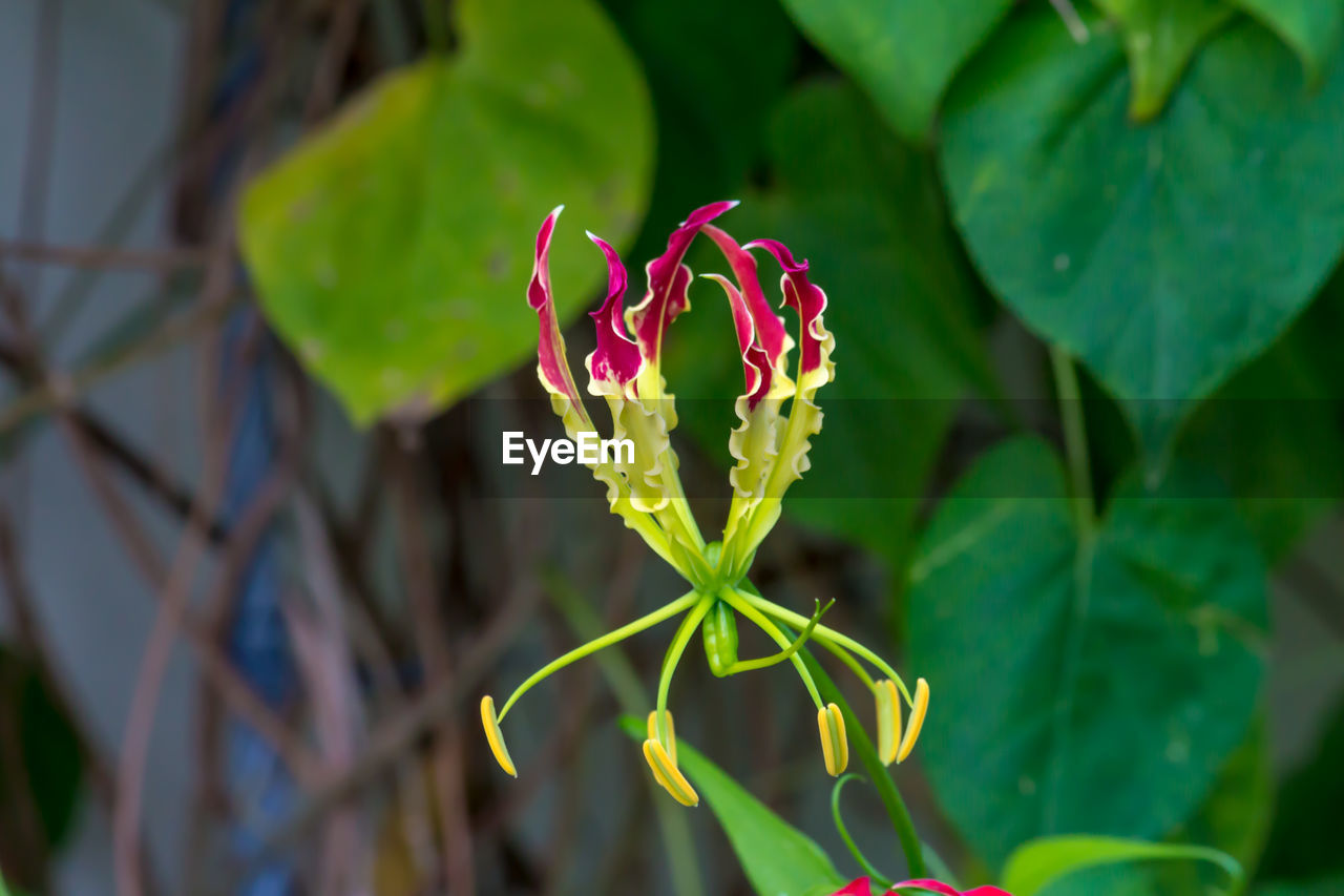 Close-up of red flowering plant