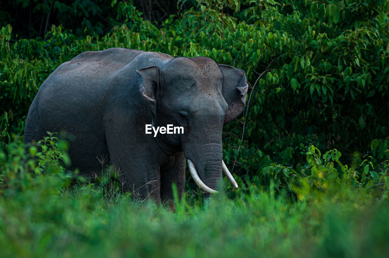 elephant standing on grassy field