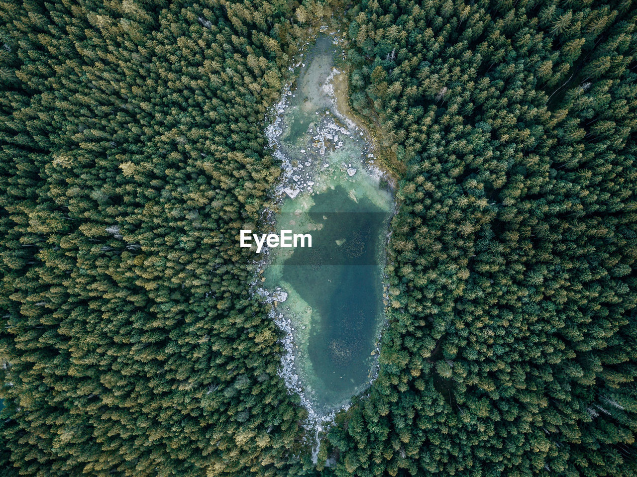 Aerial view of lake amidst forest