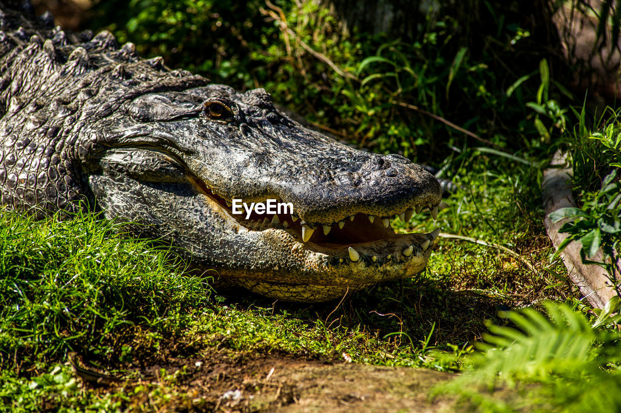 Close-up of a alligator on grass