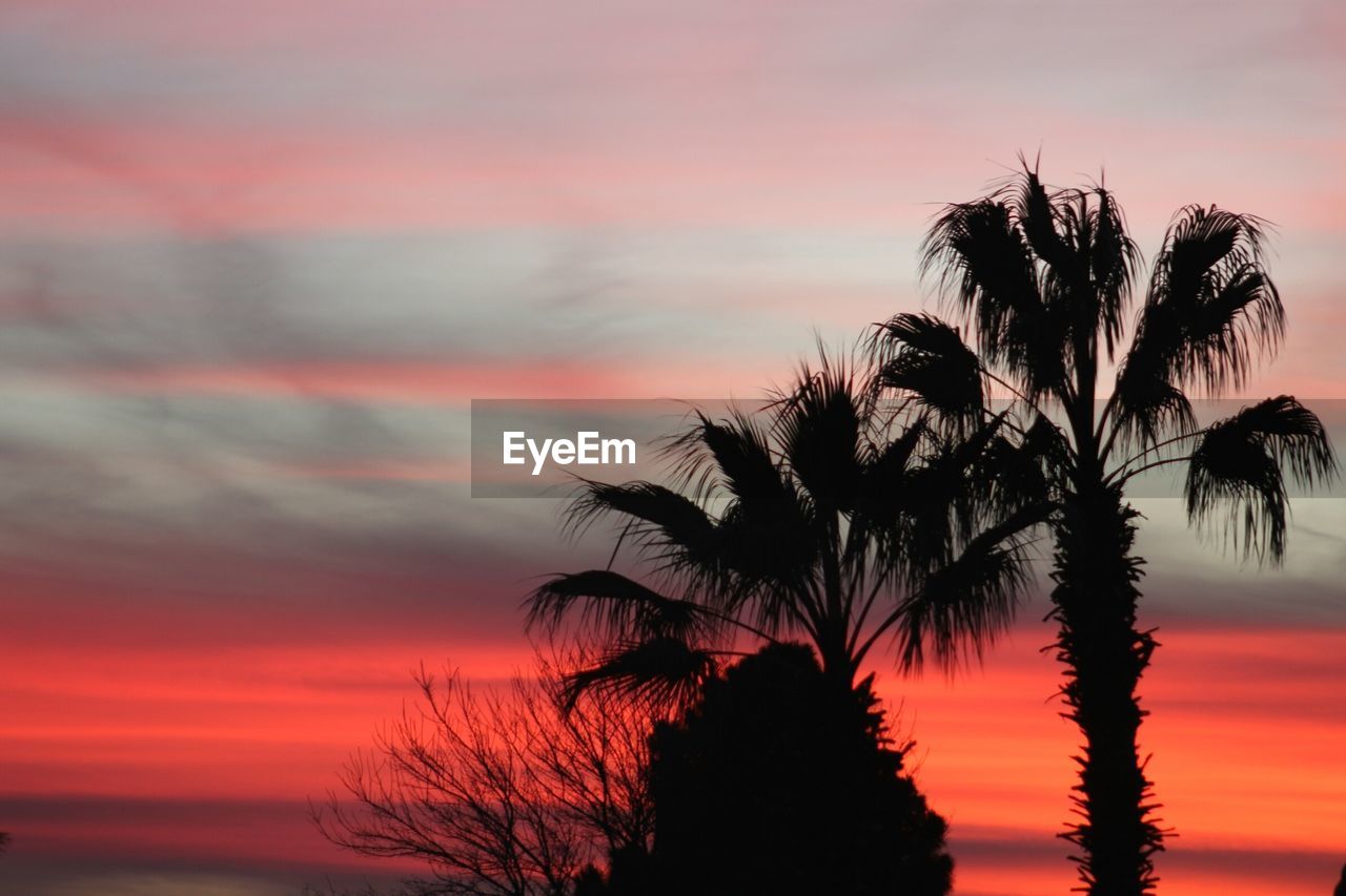 Silhouette of palm trees at sunset