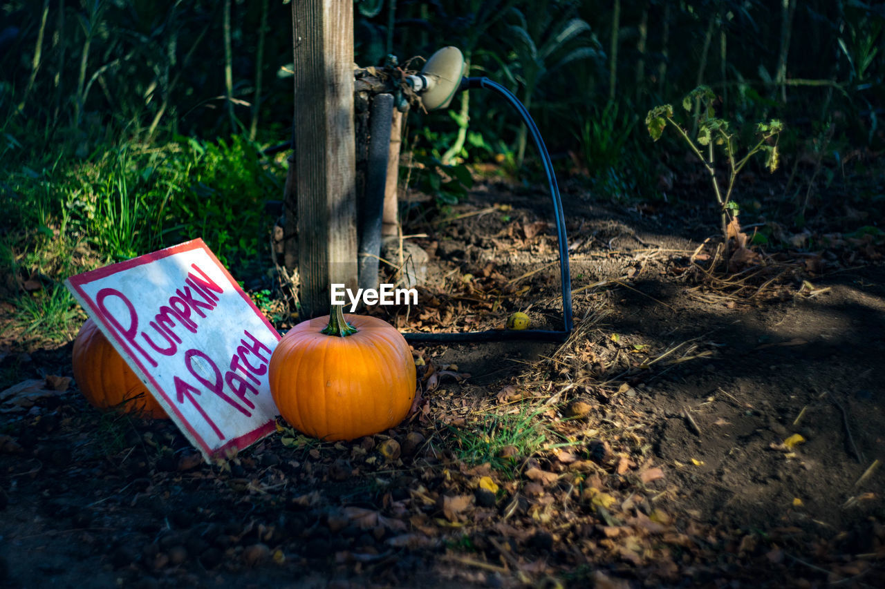 Fresh pumpkins with signboard in forest
