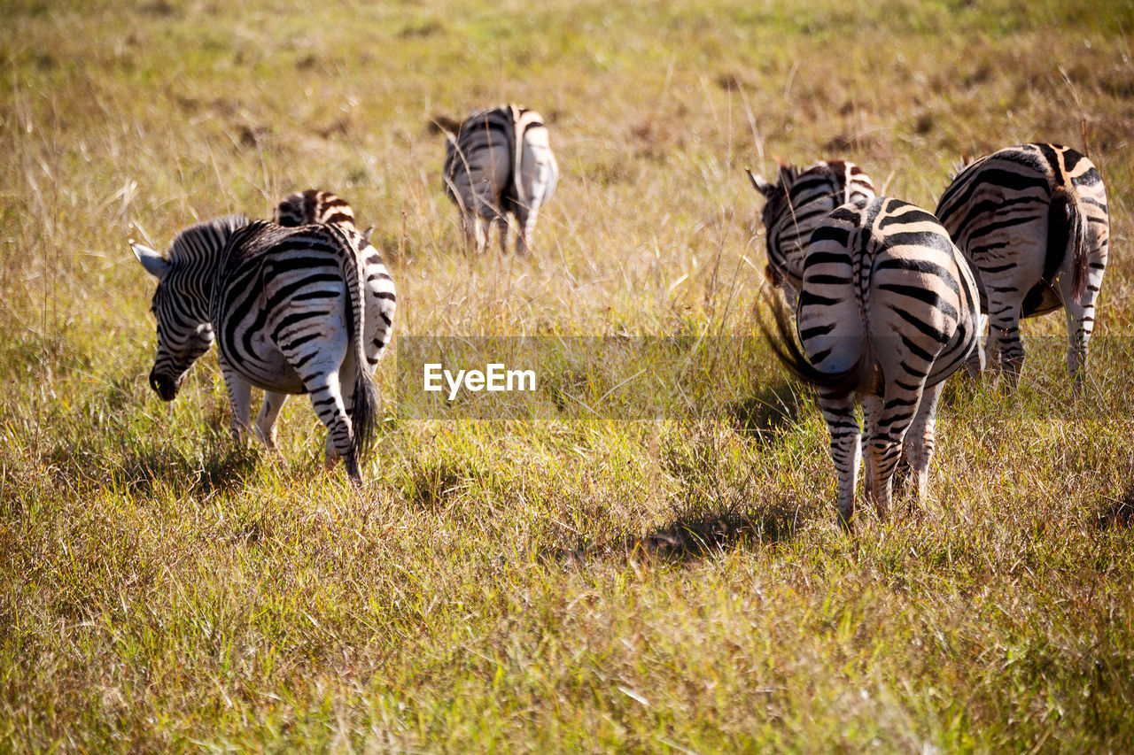 VIEW OF ZEBRA GRAZING