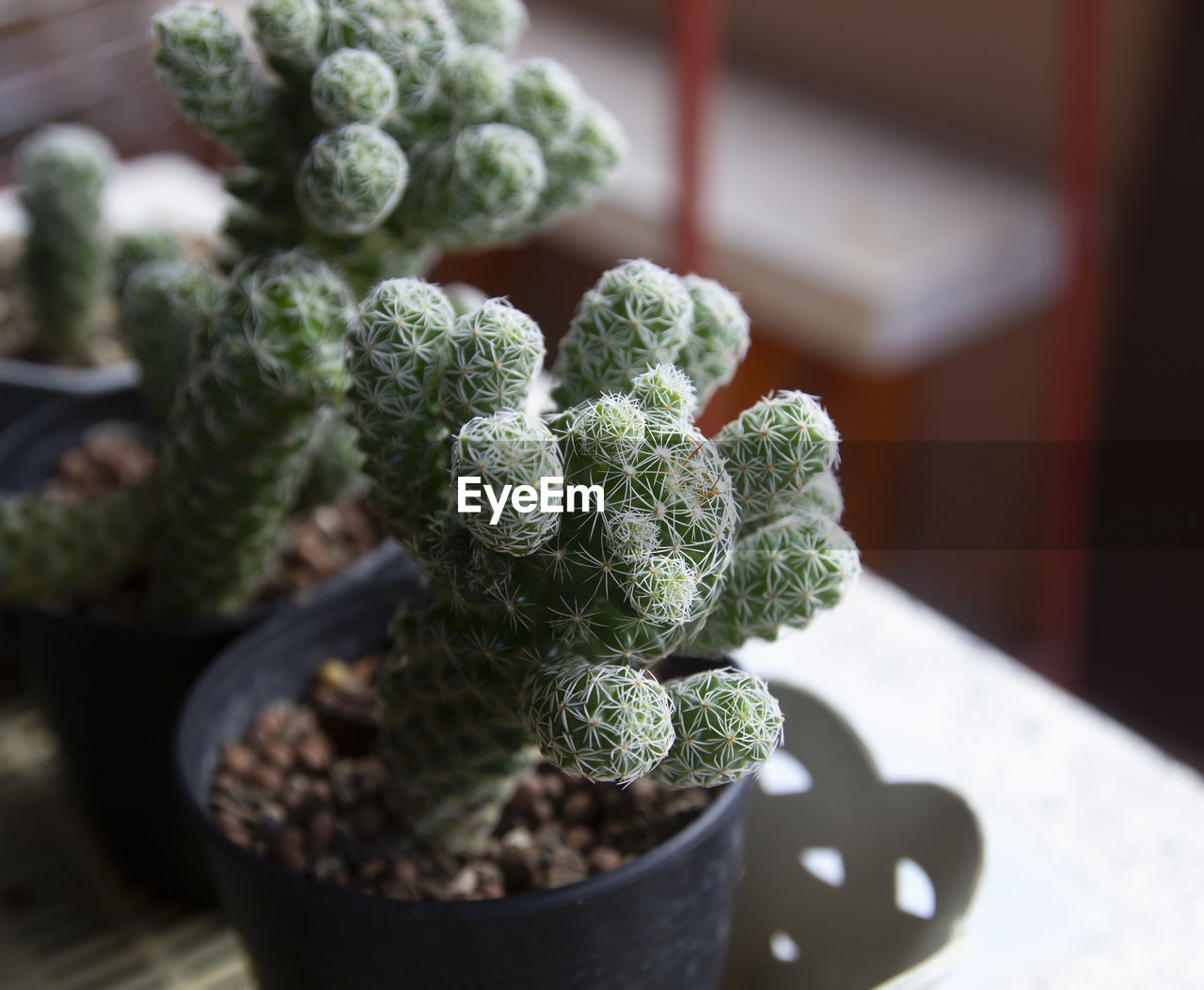 close-up of potted plant on table