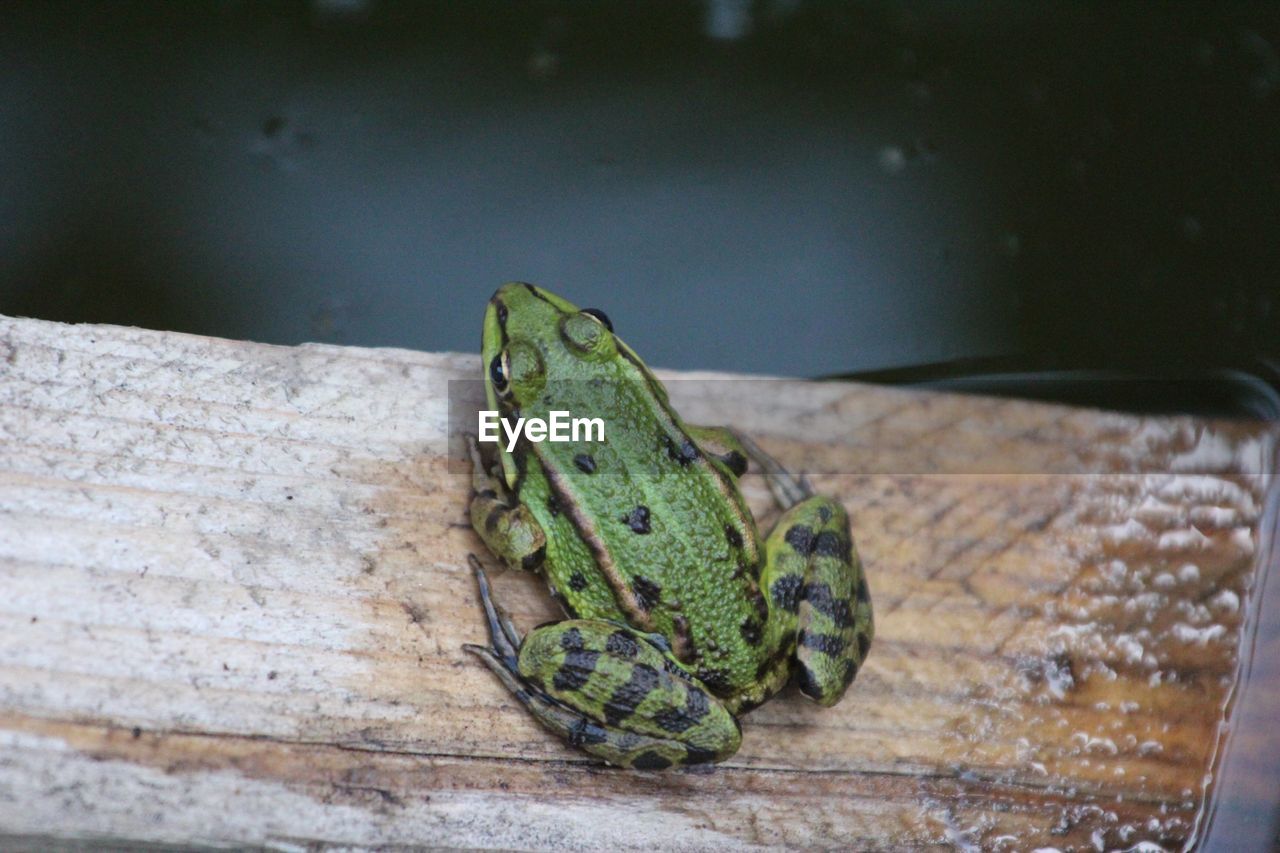 CLOSE-UP OF A FROG