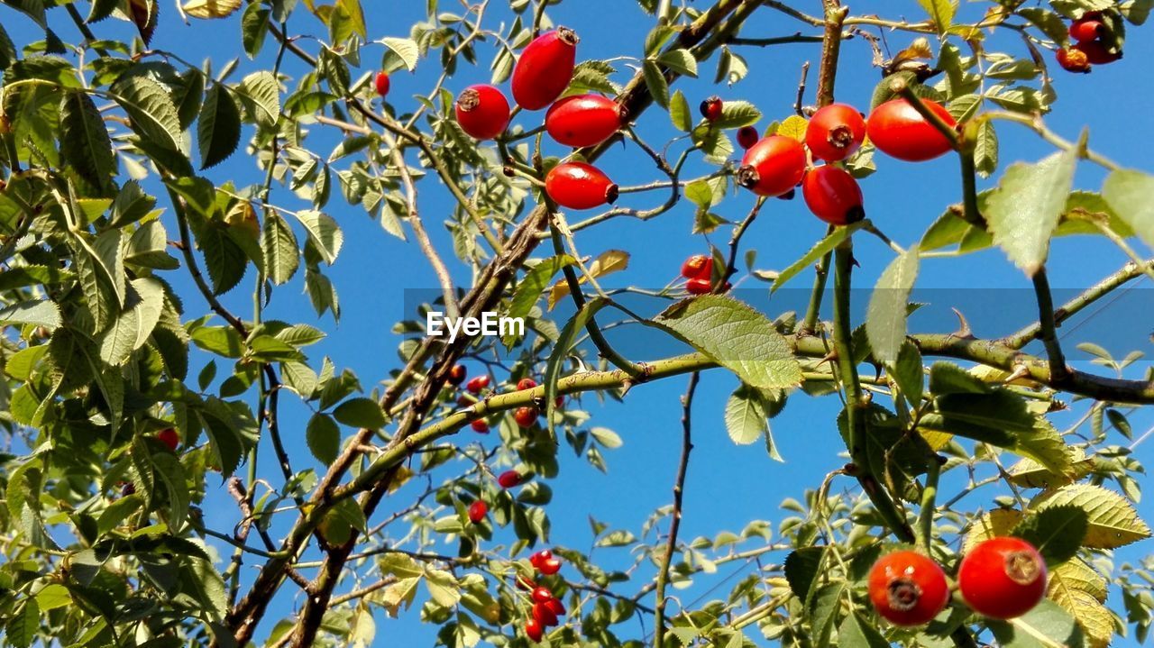 LOW ANGLE VIEW OF CHERRIES ON TREE