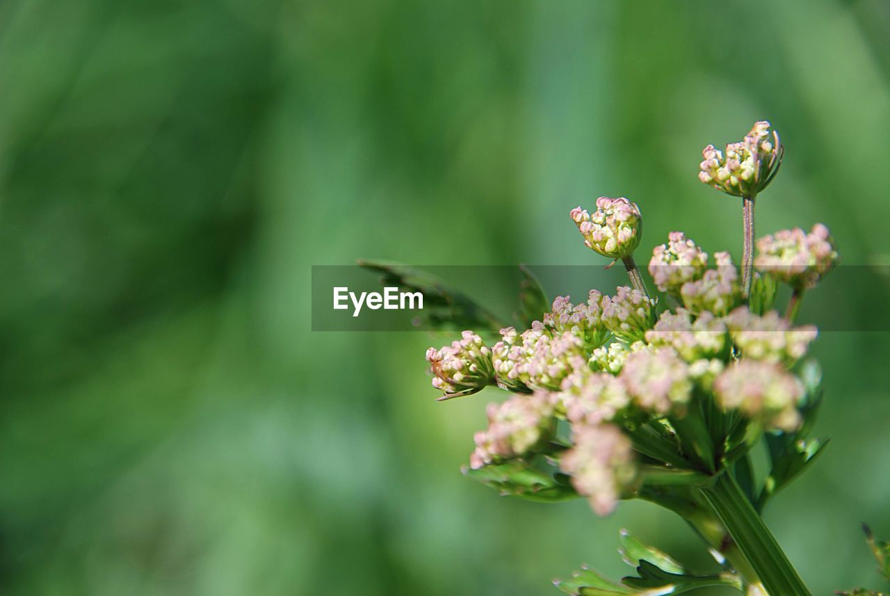 Close-up of flowering plant