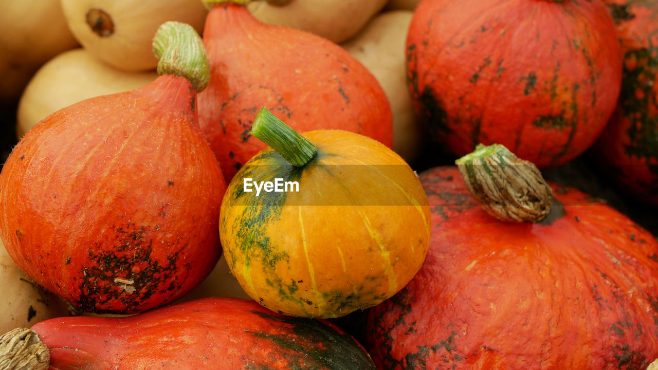 full frame shot of pumpkin