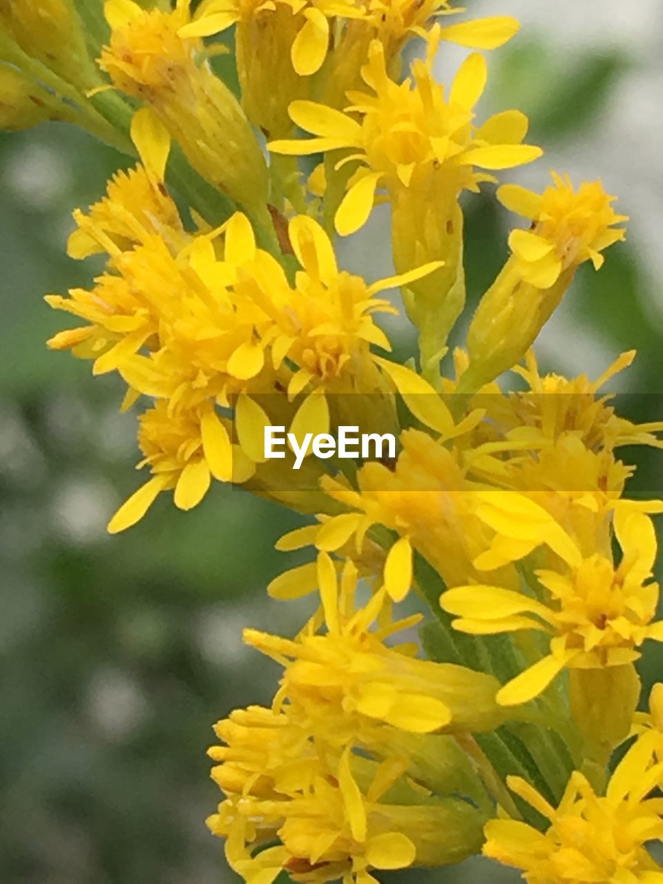 CLOSE-UP OF YELLOW DAFFODIL FLOWERS