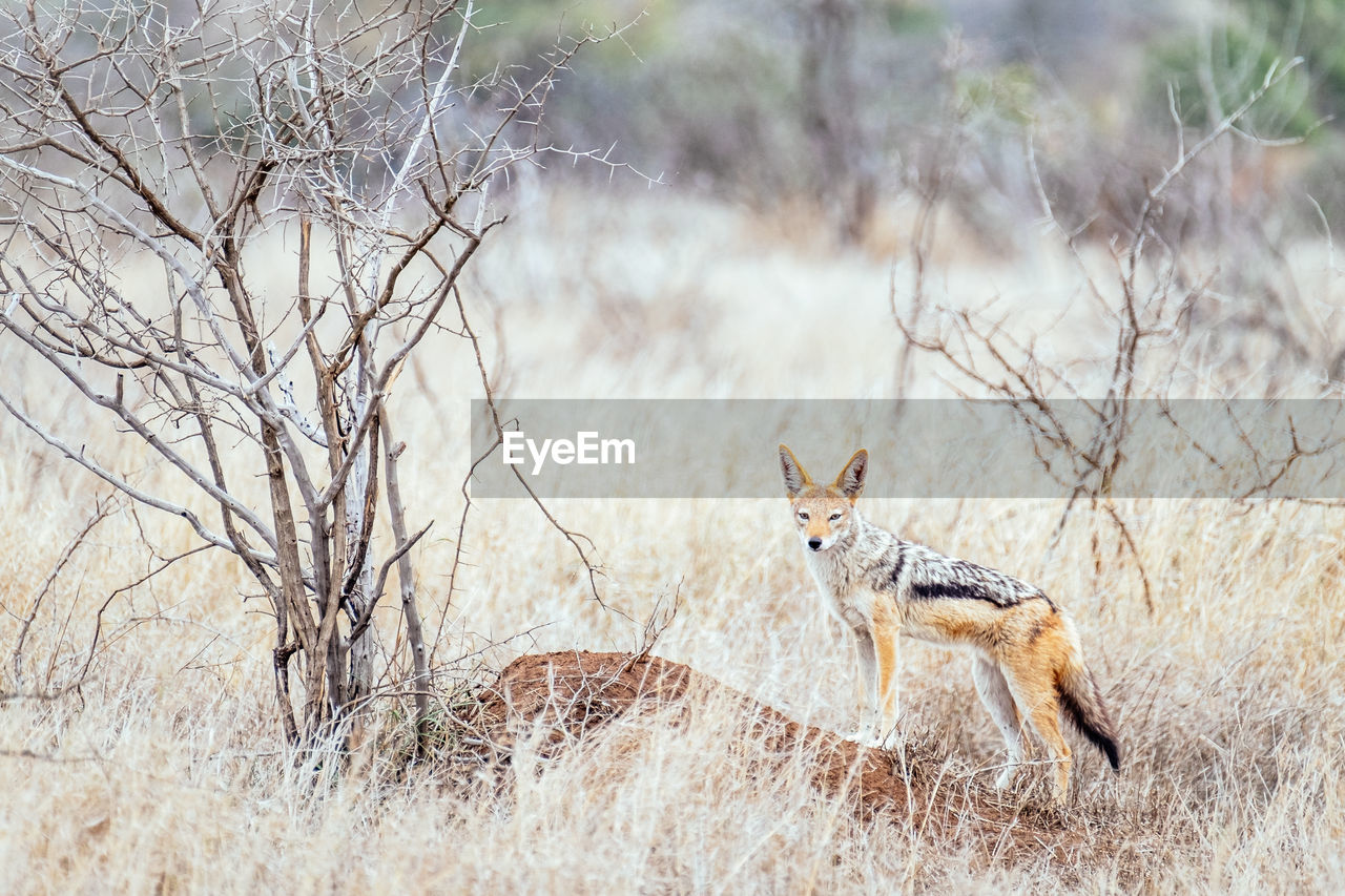 Black-backed jackal near its den