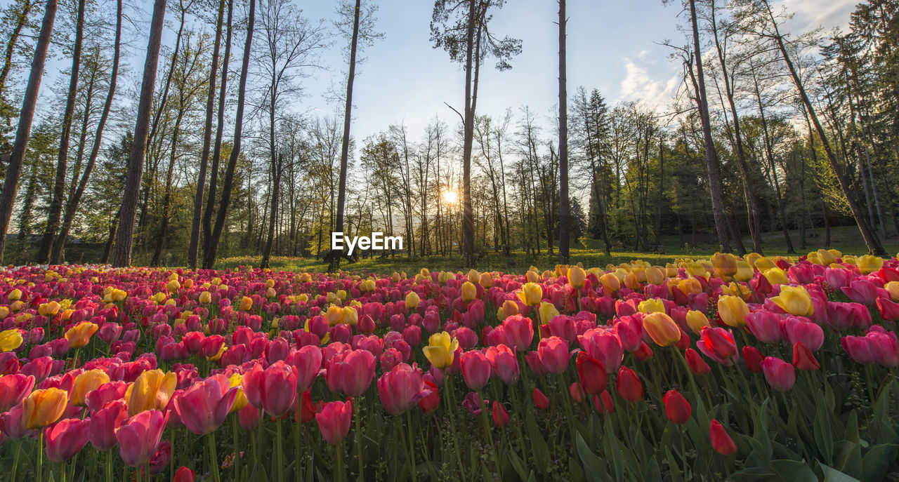 plant, flower, flowering plant, beauty in nature, nature, tree, freshness, land, growth, sky, landscape, multi colored, fragility, tulip, tranquility, red, environment, scenics - nature, no people, pink, springtime, field, tranquil scene, abundance, flowerbed, flower head, non-urban scene, inflorescence, vibrant color, sunlight, outdoors, cloud, day, idyllic, forest, petal, yellow, botany, rural scene, blossom, woodland, spring