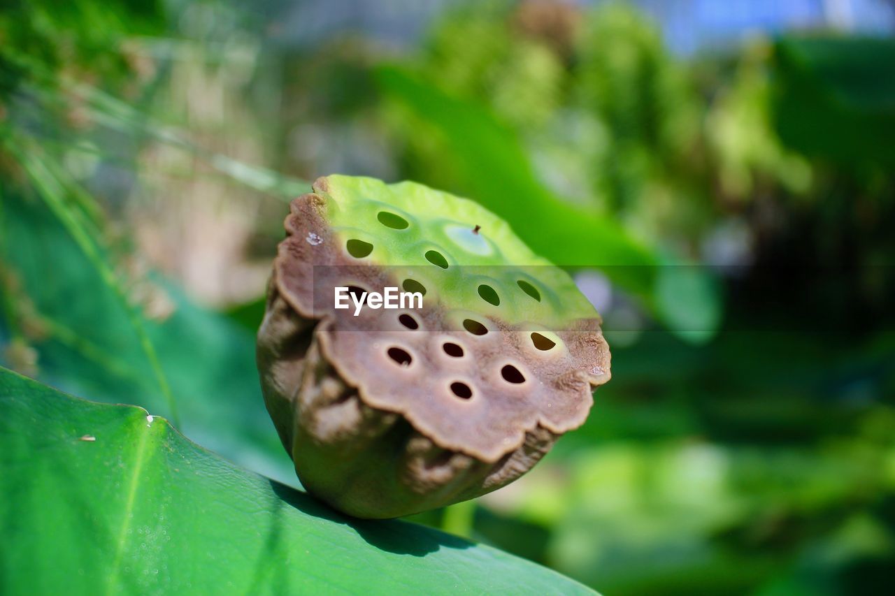 Close-up of flower 