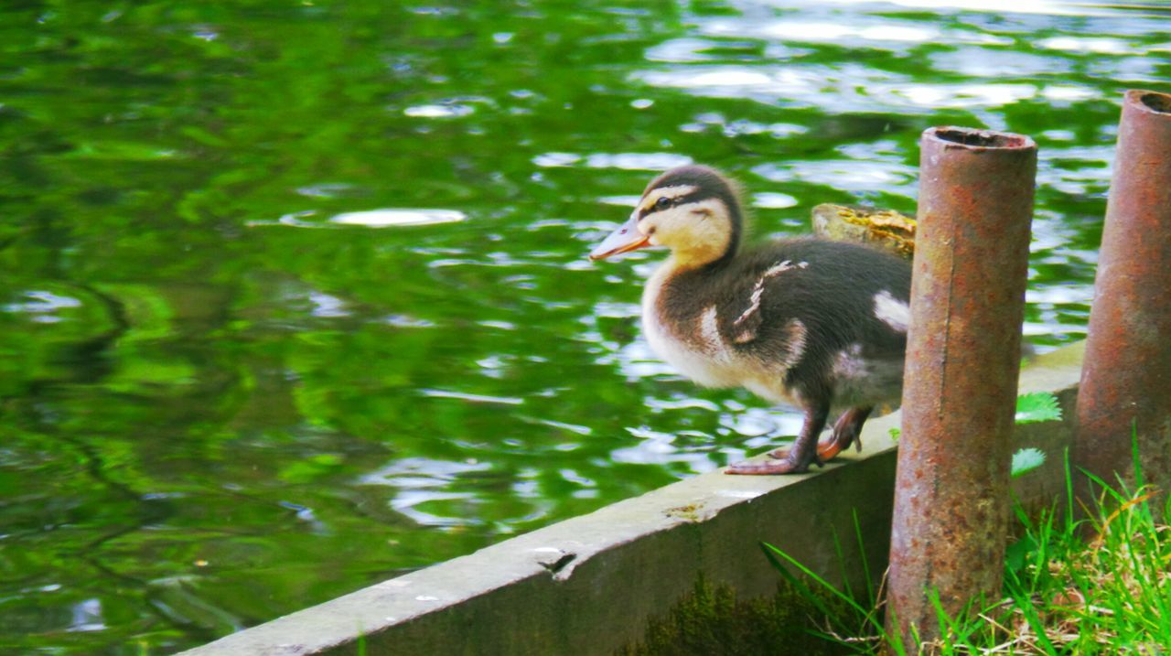 Close-up of duckling